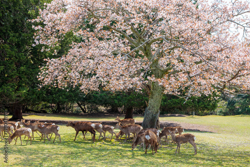 飛火野の山桜と鹿