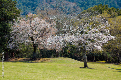 奈良県飛火野春の世界自然遺産