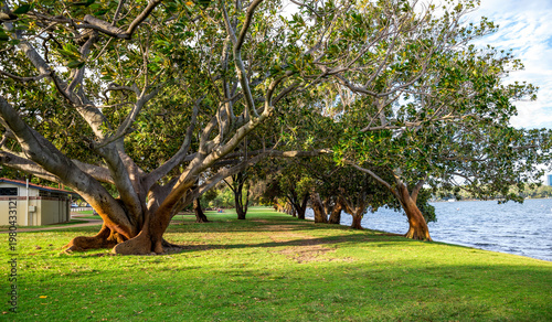 фотографія Large trees with spreading branches on grassy lawn beside Swan River in Matilda