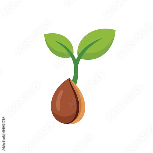 Sprouting seed with green leaves growing.