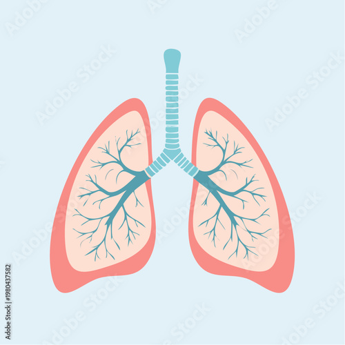 Human Lungs Anatomy Vector Illustration with Bronchial Tree