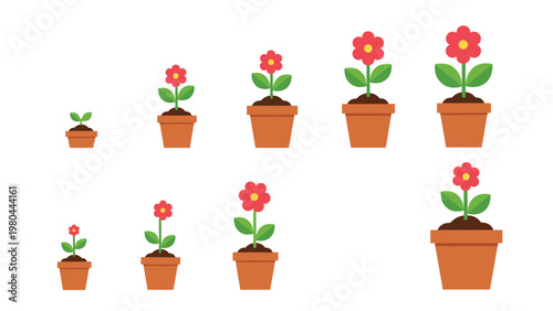 Educational sequence showing the growth stages of a red flower in a clay pot from a tiny sprout to a fully blooming plant.