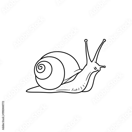 Hand Drawn Snail Line Art Vector Illustration