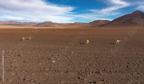 Quadro em tela Small Herd of Wild Vicuñas Scattered Across Vast Barren Bolivian Altiplano Deser