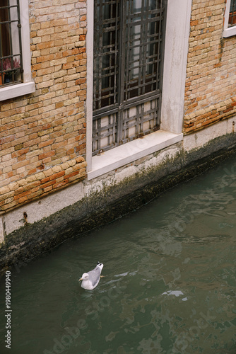 Canvas Print Lone seabird peacefully drifts near antiquated building and rippling water