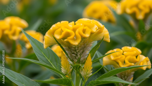 Vibrant yellow flowers bloom in garden with green leaves and ruffled petals