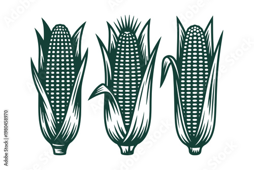 Three green corn cobs with husks in a vintage style harvest