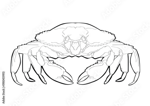 crab lineart3