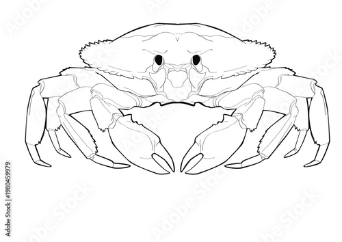 crab lineart