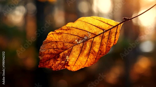 Autumn Leaf Hanging in Forest with Soft Background Light