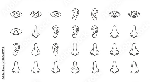 Detailed illustration of various human facial features in a line art style.