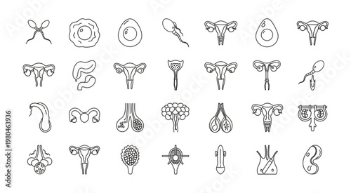Medical illustration of human reproductive system organs in black and white.