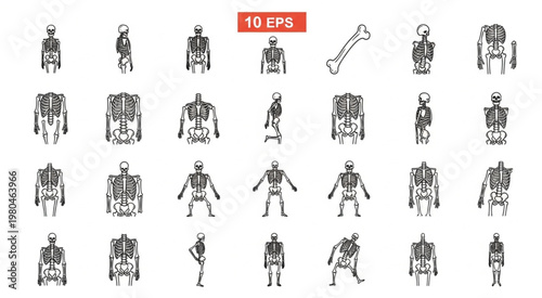 Collection of human skeleton illustrations in various poses and perspectives for educational purposes.