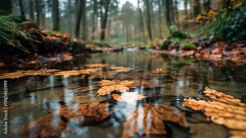 Autumn Leaves Floating on a Calm Stream in Forest