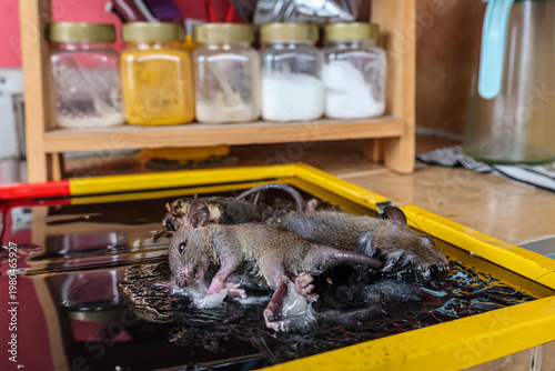Foto Two mice caught on a yellow sticky glue trap in a kitchen area near spice jars, demonstrating effective pest control and rodent management to maintain hygiene in a domestic home environment