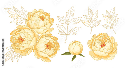 Elegant collection of yellow peony blossoms accompanied by gold line art leaves and buds for sophisticated floral compositions.