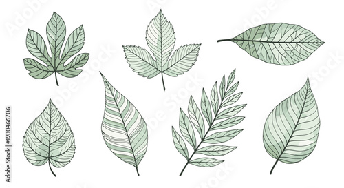 Selection of various tree leaves drawn in a sketchy green style with detailed veins, perfect for nature themed designs.