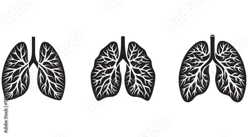 Human lungs with bronchial tree  anatomical illustrations  medical graphics  healthy respiratory system  organ anatomy