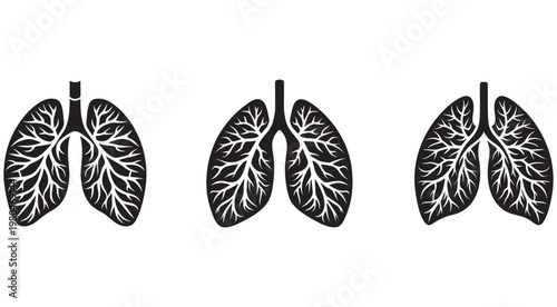 Human lungs with trachea and bronchi  detailed anatomical illustrations  medical diagrams  healthy respiratory system  lung anatomy