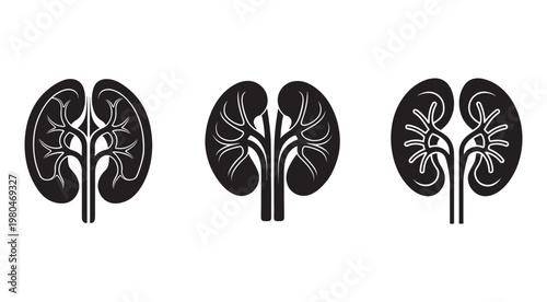 Kidney anatomy icons with different internal structures and blood vessels in black and white for medical education and healthcare design  human organ illustrations