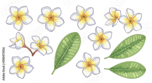 Group of white and yellow plumeria frangipani flowers and green leaves in a realistic botanical illustration for tropical themes.