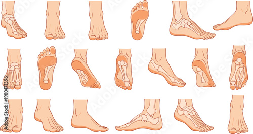 Fresh Orange Fruit Collection with Whole Citrus, Peeled Oranges and Juicy Sliced Segments in Bright Flat Illustration Style Isolated on White Background