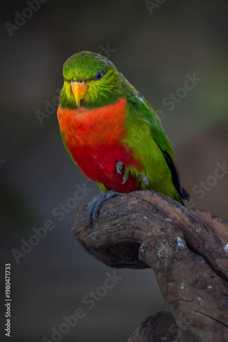 Close-up of an Orange-billed Lorikeet (Neopsittacus pullicauda) perched on a textured wooden branch. This colorful parrot is endemic to the highlands of New Guinea, featuring vibrant green feathers an