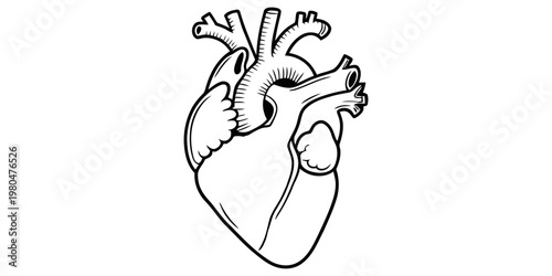 A detailed black and white line art illustration depicting the human heart anatomy for education.