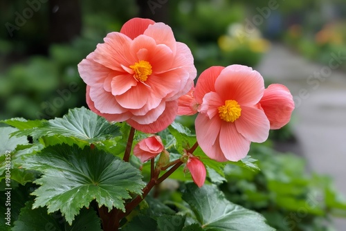 Salmon pink begonia flowers blooming in garden