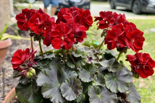 Red geranium flowers blooming in terracotta pot