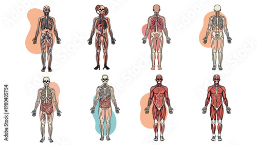 Comprehensive set of eight detailed human body diagrams, illustrating various complex anatomical systems including skeletal, muscular, and circulatory structures.