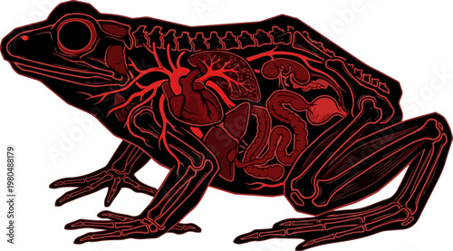 Frog Anatomy Silhouette Bold Vector Illustration