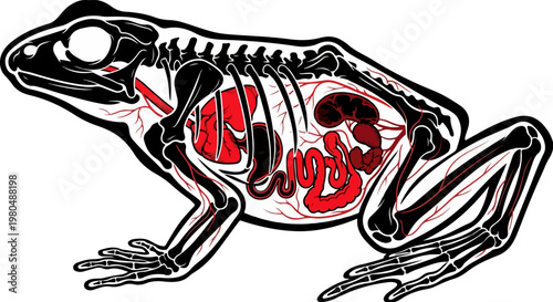 Frog Anatomy Silhouette Bold Vector Illustration