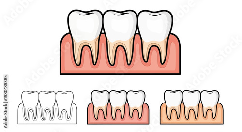 Dental Anatomy Series Illustrations of Healthy and Diseased Gums and Teeth