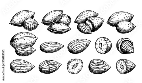 SEO Title:
Hand Sketched Almond Nuts Doodle Set Healthy Food Vector Illustration