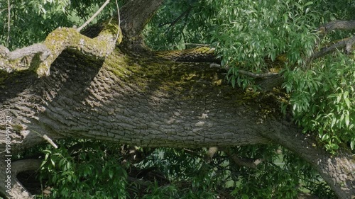 Southern Urals in summer: willow on the banks of the Yuryuzan mountain river.