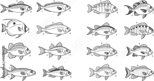 Collection of various fish species depicted as detailed monochrome line art illustrations for biological identification