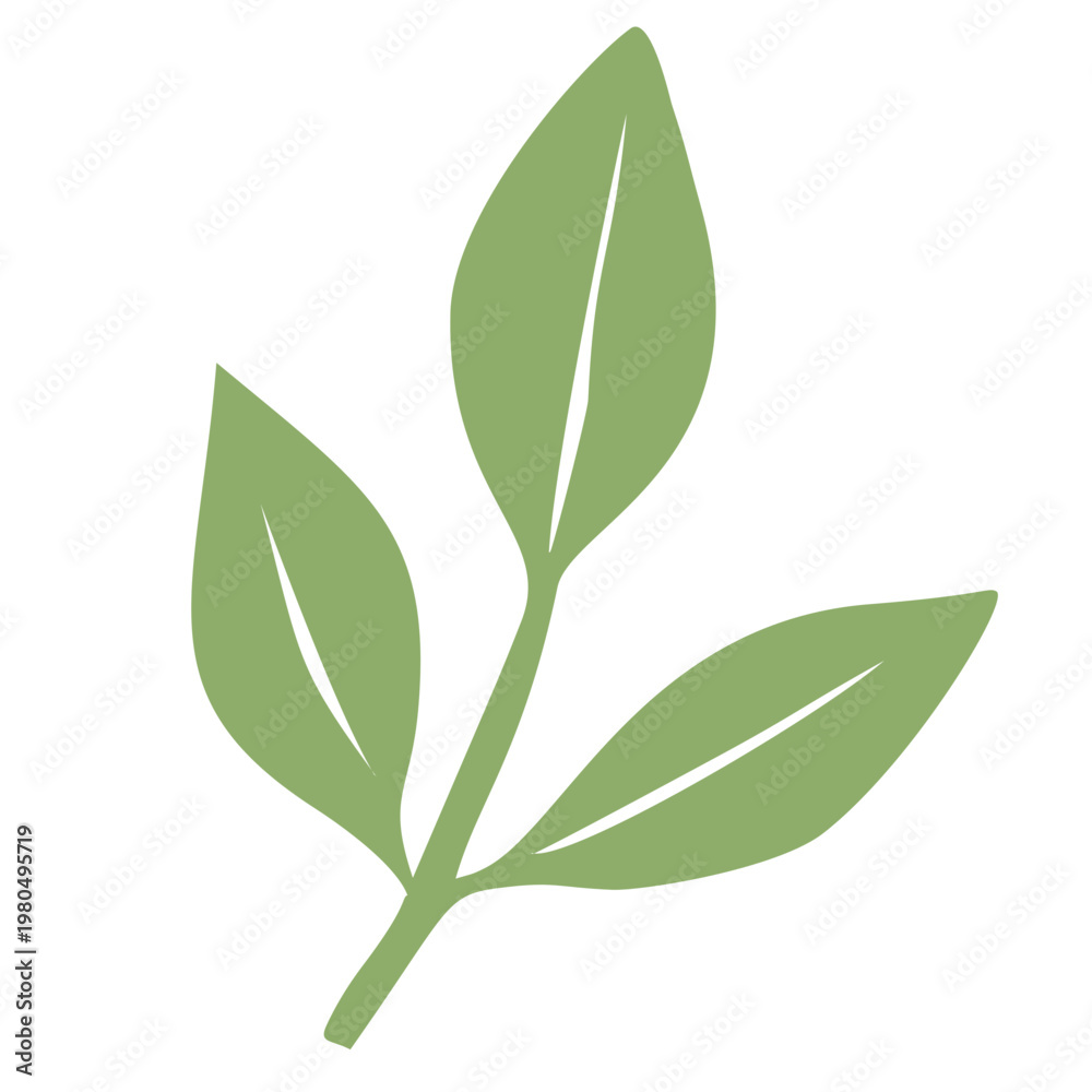 Obraz premium green leaves isolated on white background