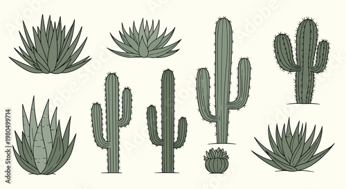 Detailed line art of various desert plants including tall saguaros, prickly pears, and thick-leaved succulents in a collection.