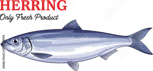 Realistic Atlantic herring fish vector illustration with fresh product typography text isolated on white background for seafood market label design and healthy aquatic food