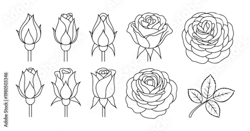 Rose bud line art set with various stages of blooming flowers and leaves for coloring book or floral design.
