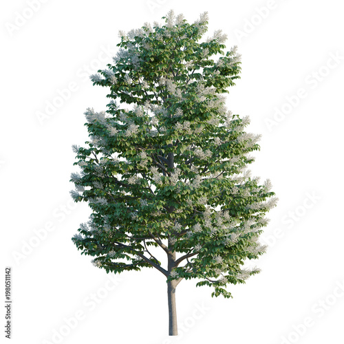 Fotografie Syringa reticulata Ivory silk tree, elevation, front view, cutout, transparent b