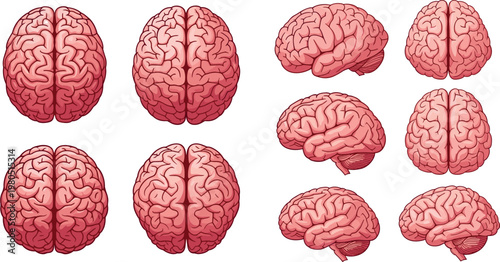 Cuadro en lienzo Detailed Human Brain Anatomy Illustration Set Showing Top View, Side View and Di