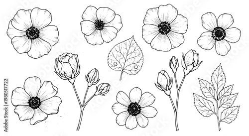 Flower hand drawn set with black lines and botanical details on white background featuring flowers, illustration, collection with plant and plants