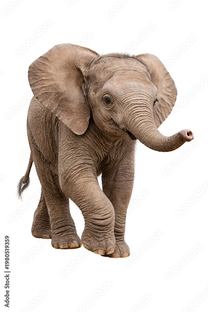 Fototapeta premium Closeup portrait of a baby elephant with small tusks and wrinkled skin on png isolated transparent