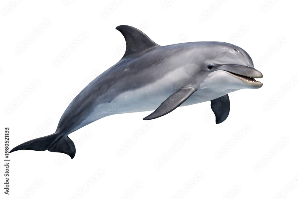 Obraz premium Png isolated transparent dolphin