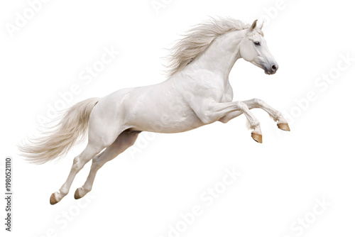 Bild auf Leinwand White Horse Jumping Isolated on Transparent Background – Powerful Equine Animal