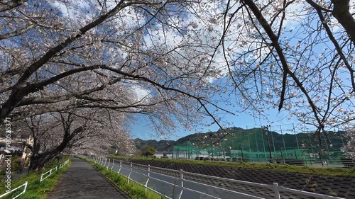 Japan Cherry blossoms lined avenue waking along the river