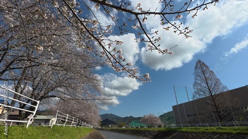 Japan cherry blossoms with blue sky.