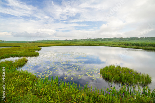 Serene pond with water lilies reflecting sky in lush green marshland in Hokkaido, captured in the pristine wilderness of northern Hokkaido, Japan